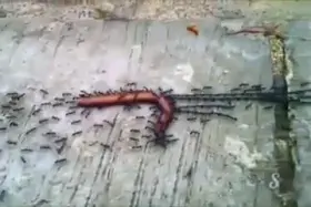 🔥 Ants have captured the worm