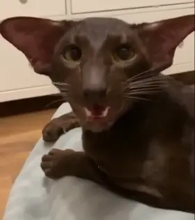 Anyone know what type of cat breed this is?