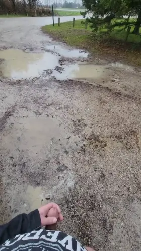 Playing at the dog park