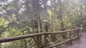 A little nature in the Costa Rica rainforest [GIF]