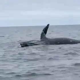 When whales decompose they accumulate gas in their bodies until they eventually explode