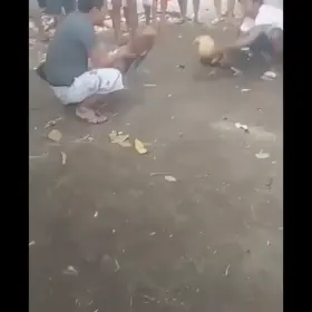 Cock kills another Cock in a Cock fight