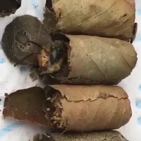 This is the weirdest cigar Beatle I have ever seen!