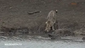 Crocodile pounces on a Cheetah