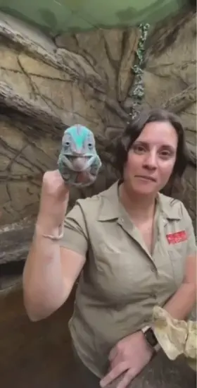 naughty lizard snatched my clothes! 👀