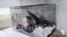 After leaving Jane for some time in the dark to think about her brattiness, my owner finally released her. During her cage time she drooled quite a bit as she was equipped with a penis gag 🤤! I love how her beautiful eyes look so cock-hungry at my owner 😻 [F] [M]