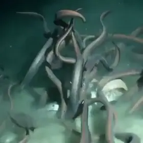 Das a lotta uh things