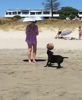 This goodboye has mastered the BALL