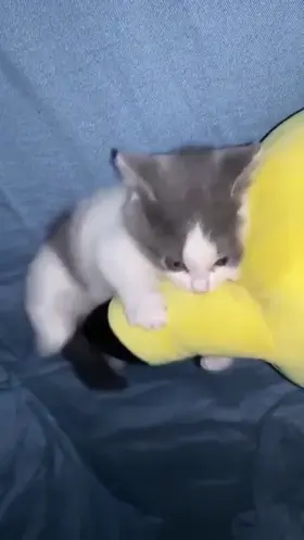 Looks like a feisty/bratty little