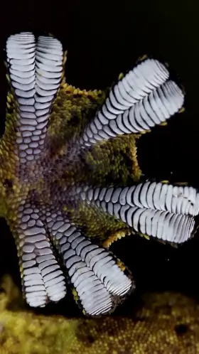 Gecko Toes
