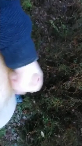 Into The Morning Woods