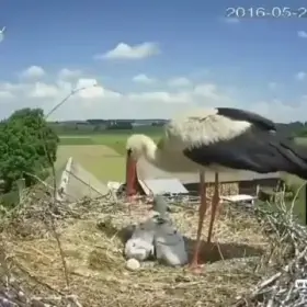 A stork mother sacrificing one of her chicks