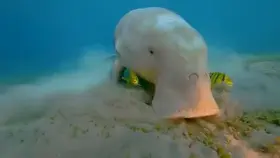 Dugongs can be distinguished from the three species of manatees in a number of ways, and here are a couple. Dugongs have fluked, dolphin-like tails whereas manatees have rounded tails. Unlike manatees, dugongs have sharply downturned snouts which are adapted for feeding on benthic seagrasses.