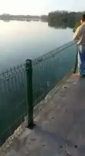 A crocodile swims away with a human body