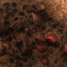 Idk it’s kinda weird seeing something crawl out of somethings pores