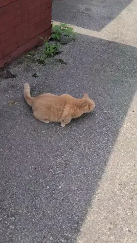 Curiousity killed the cat