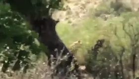Male Leopard gets pulled out tree by Lionesses.