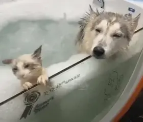 Pet Spa