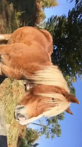 A[m]I a cute horsie too? 🐴🌲