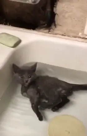 Mlem Mlem Mlem Mlem