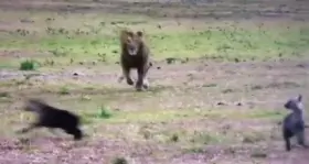 Lion paralysing a young hyena