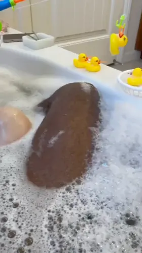 I lost the stupid duck game again 😡😣🥺