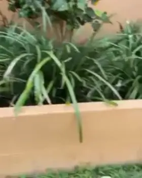 Just a badass brown anole showing off