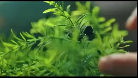 Listening To Kenzie Masturbate - Kenzie Reeves