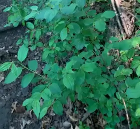 RedGIFs [M]onday [F]unday