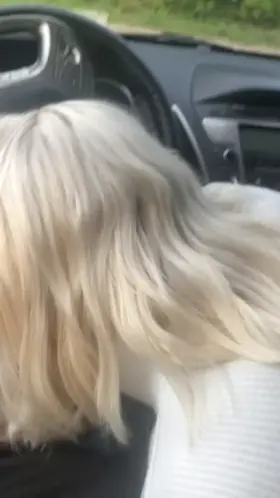 Can’t go a car ride without wanting his cock (mf)