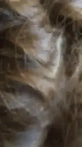 Cute Wife Giving Blowjob