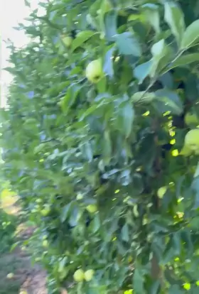 An apple a day keeps my clothes away :)