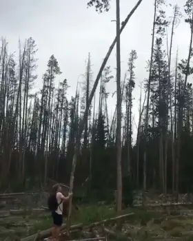 HMFT after I fight this dead tree
