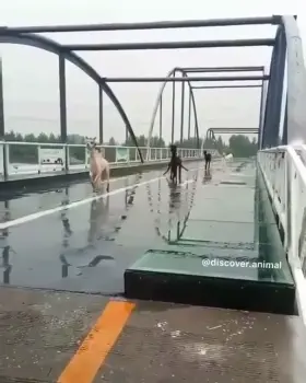 I can't quite say how, but this made my day just a little bit better somehow.