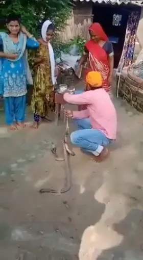 Bihar Man Tries to Tie Rakhi on Snakes, Gets Bitten Instead