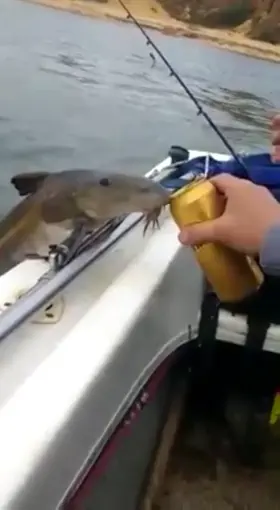 What are you suppose to do when a fish jumps out of water and asks you for a sip of beer?