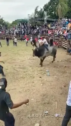 Man gets stomped on by bull