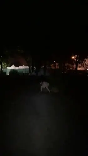 caught peeing in Paris