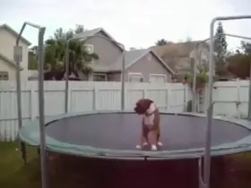 Dog’s advice to US: hey yo give this a try!