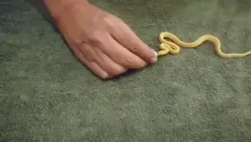 The way it's neck expands and bulges