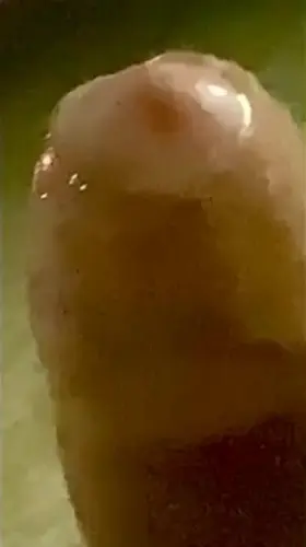 Long weekend means getting my pole soaking wet and cumming everywhere. Feeling super horny during these hot summer nights. HMU and we can get off