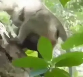 Looking at it straight in the eye.