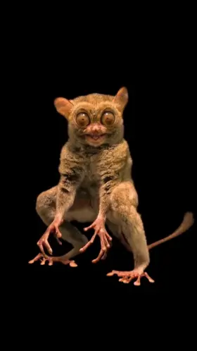 A Tarsier shows off all of his features he uses to survive in the night.