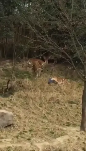 Chinese man gets mauled to death by tigers after climbing into the enclosure. Witnesses say he climbed into the enclosure so he wouldn’t have to pay the entry fee. Well… be careful what you wish for.