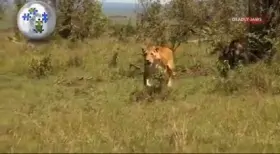 Lioness finds her dead baby