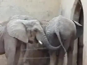 this elephant has an interesting choice of snacks