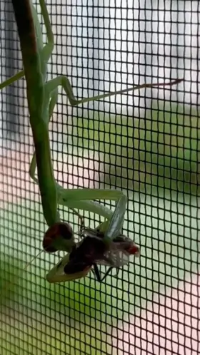 Eaten while giving birth