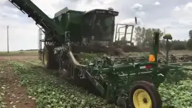 Vogel III cucumber harvester and crop shuttle 3600 in action