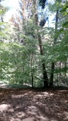 My first time in the forest