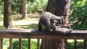 A tufted titmouse will pull hair from various mammals such as dogs, foxes, and raccoons. The process is called kleptotrichy which literally means 'hair stealing'. The bird uses the hair to line its nest. There is no actual benefit to the mammals, so this relationship can be called parasitic.